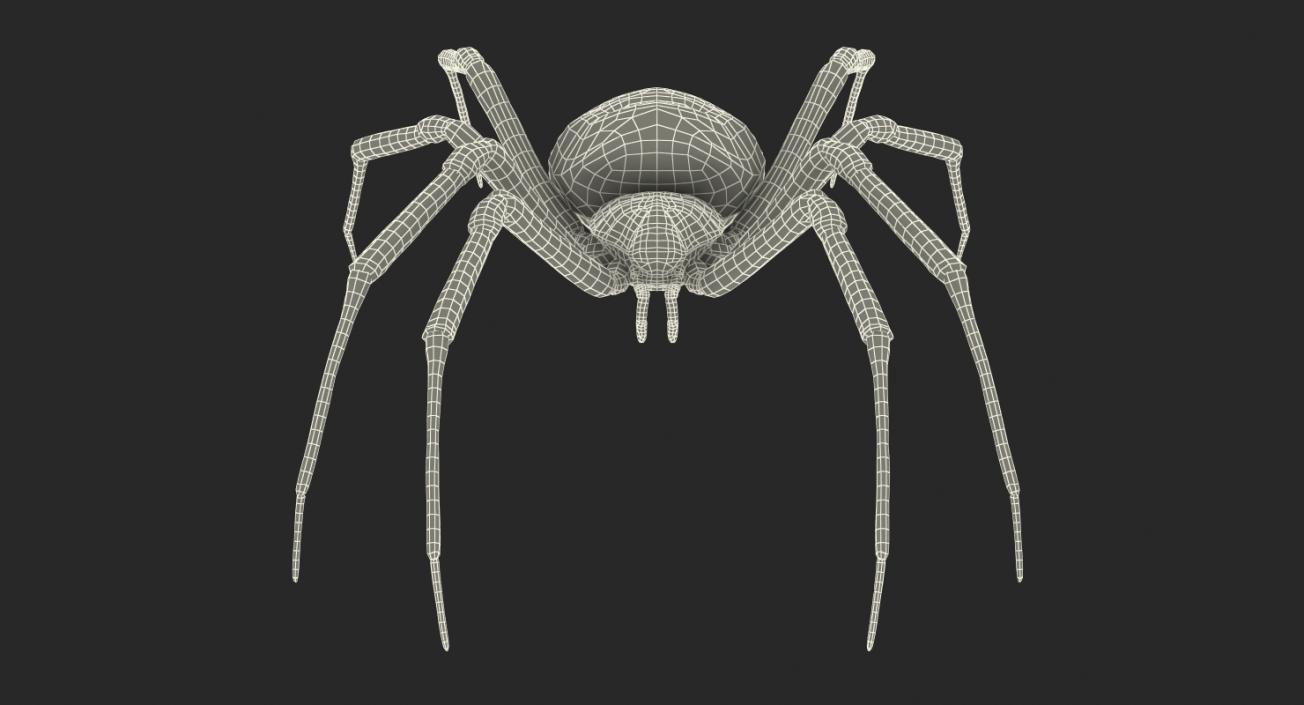 Yellow Garden Spider with Fur 3D model