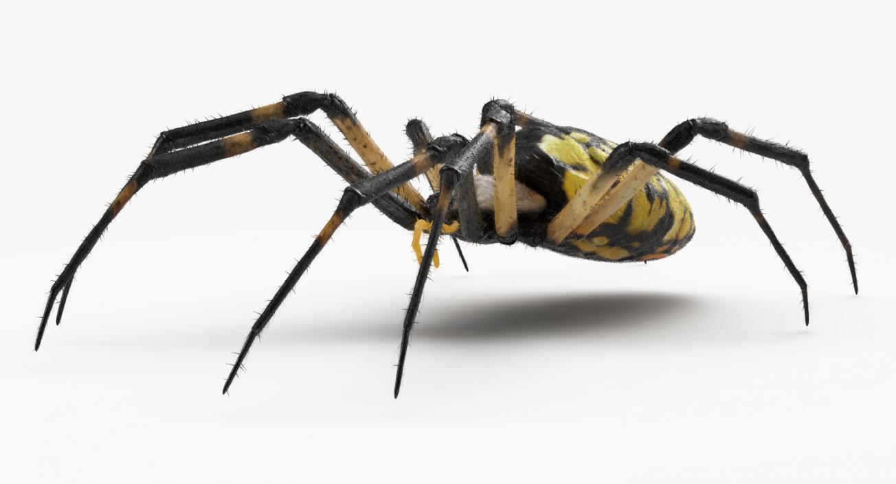 Yellow Garden Spider with Fur 3D model