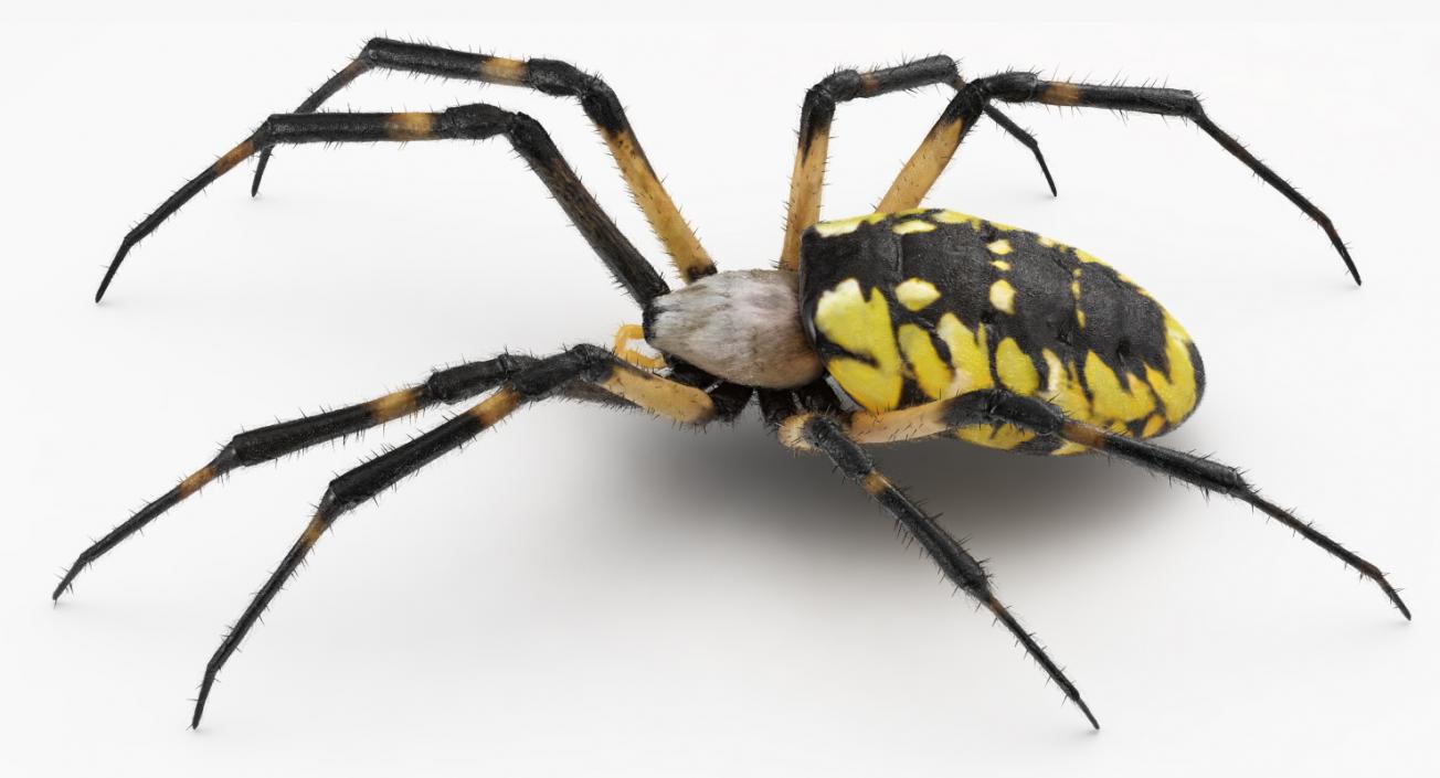 Yellow Garden Spider with Fur 3D model