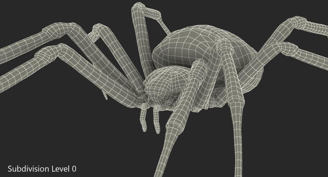 Yellow Garden Spider with Fur 3D model