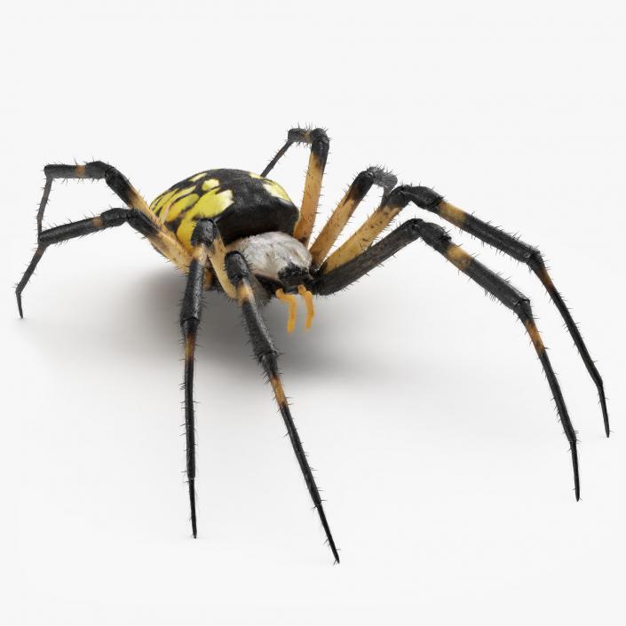 Yellow Garden Spider with Fur 3D model