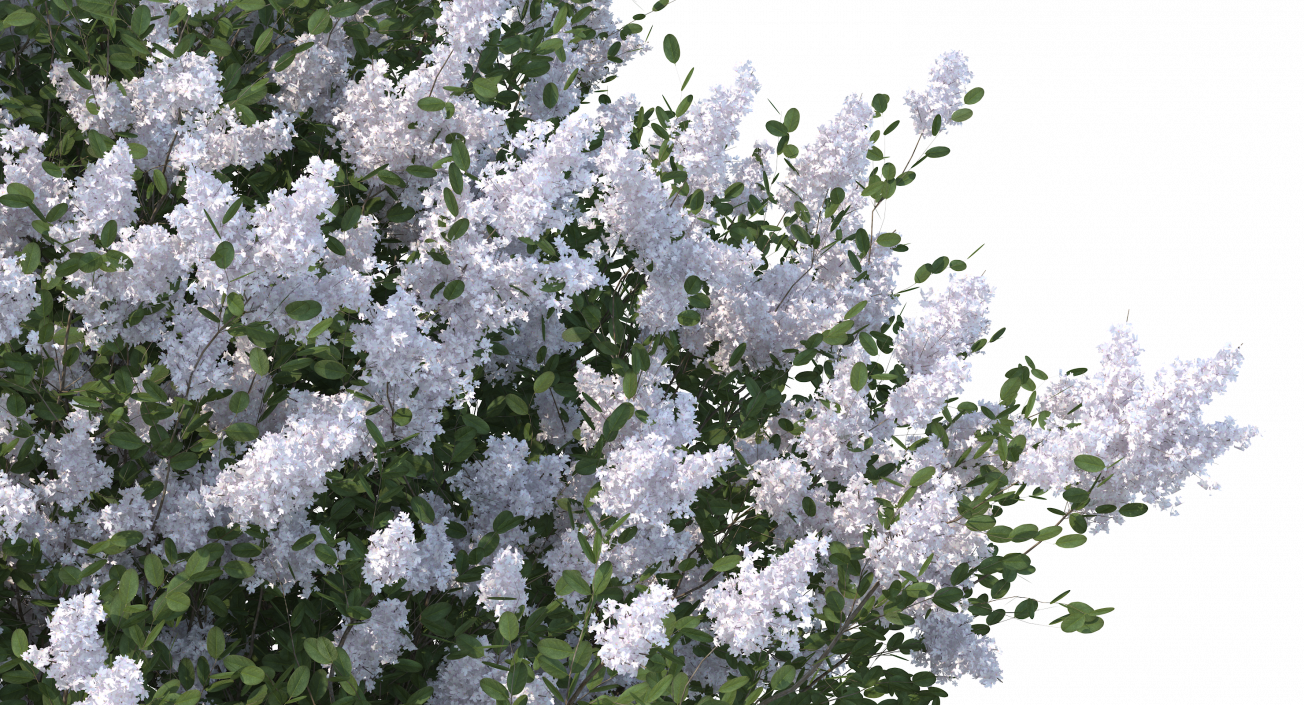 Crepe Myrtle Tree 3D