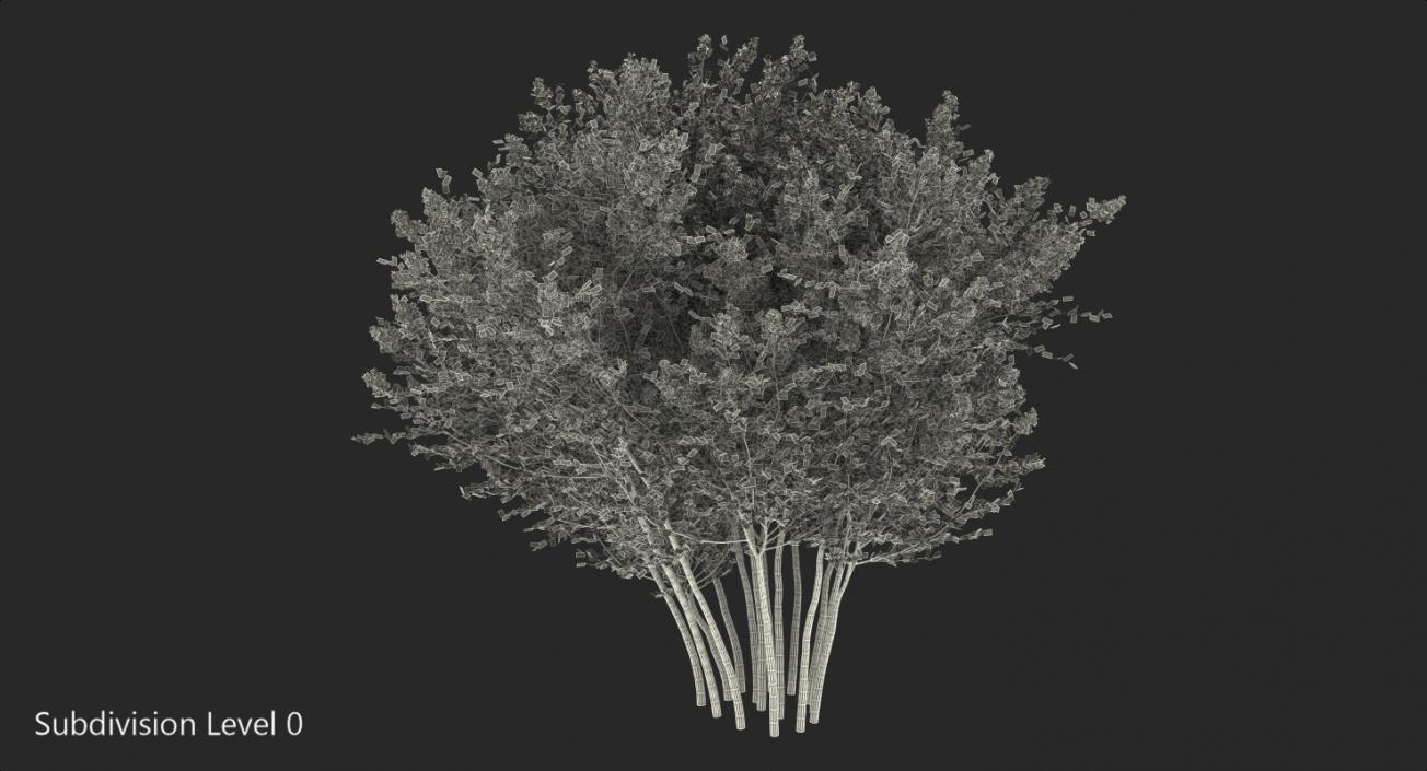 Crepe Myrtle Tree 3D