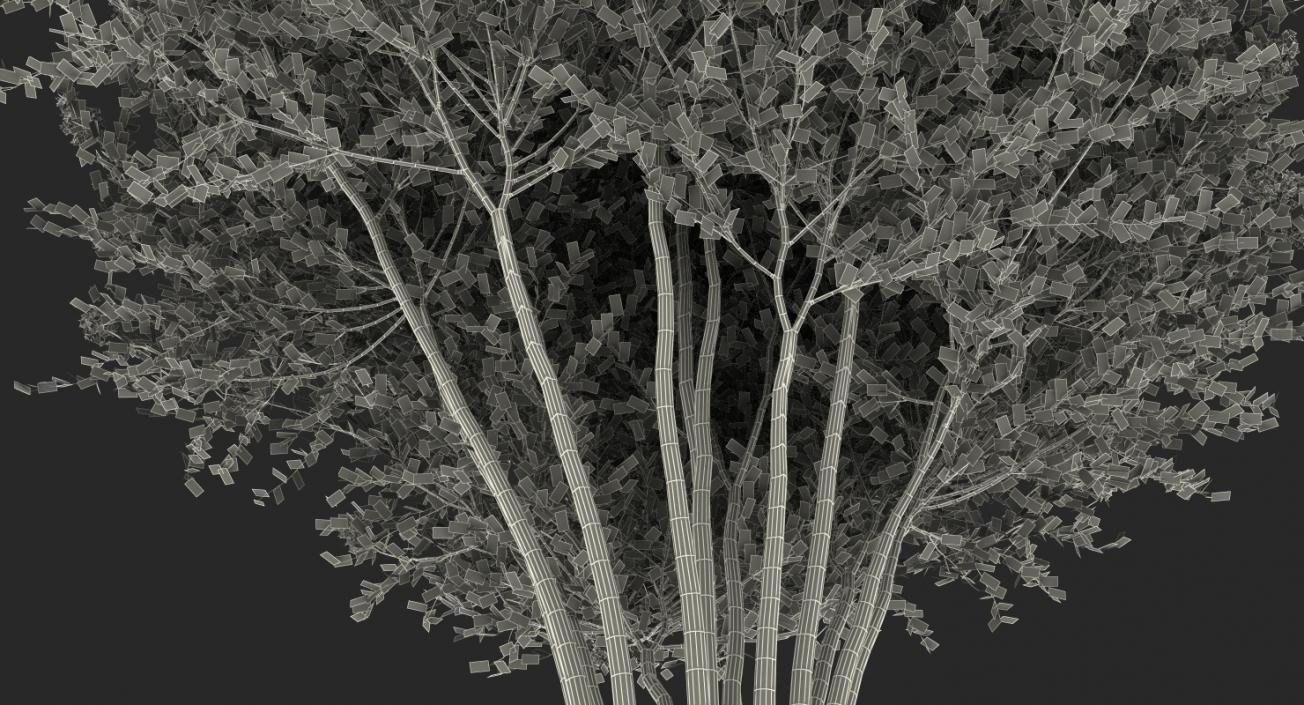 Crepe Myrtle Tree 3D