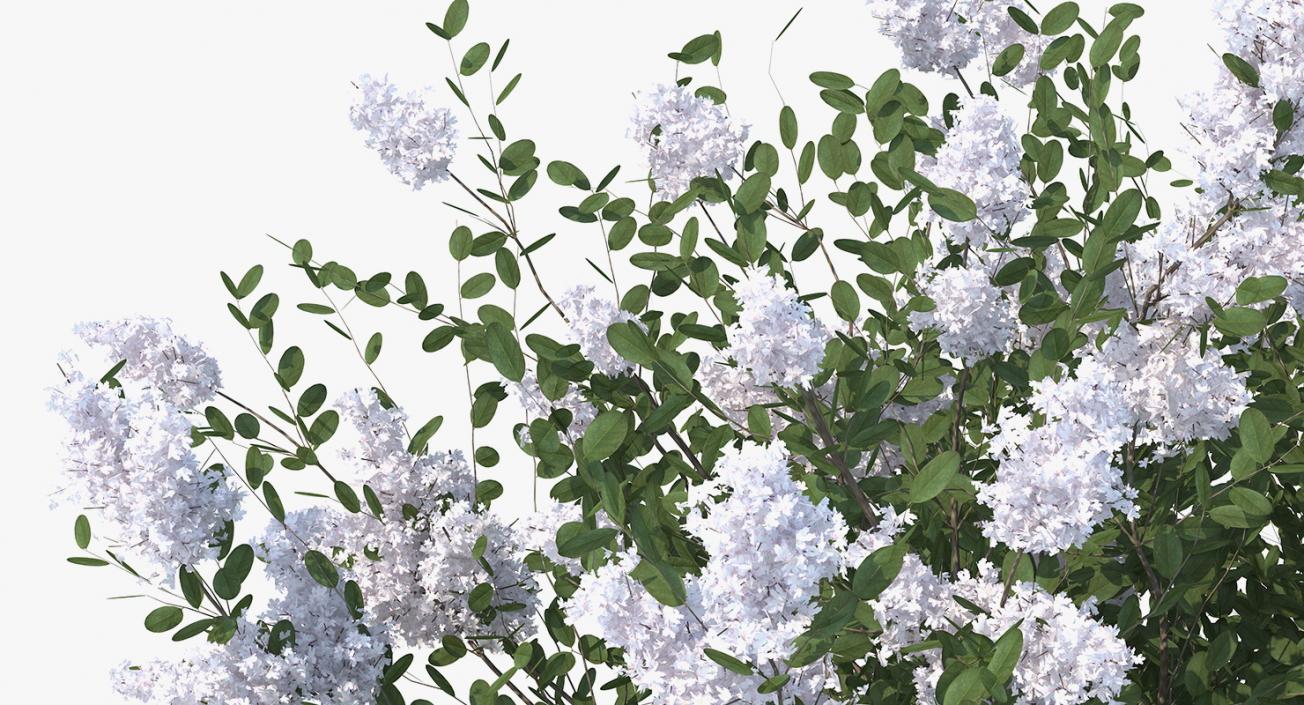 Crepe Myrtle Tree 3D