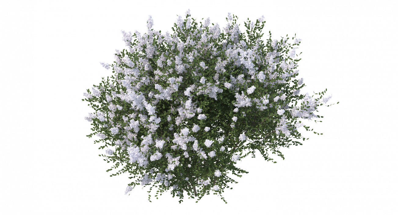 Crepe Myrtle Tree 3D