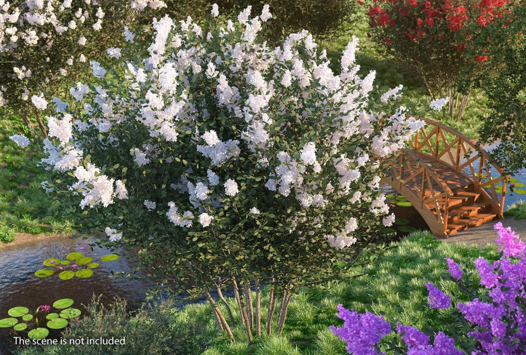 Crepe Myrtle Tree 3D