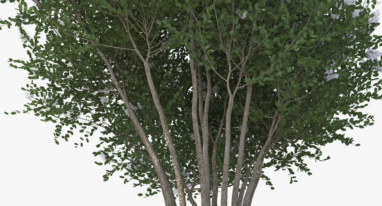 Crepe Myrtle Tree 3D