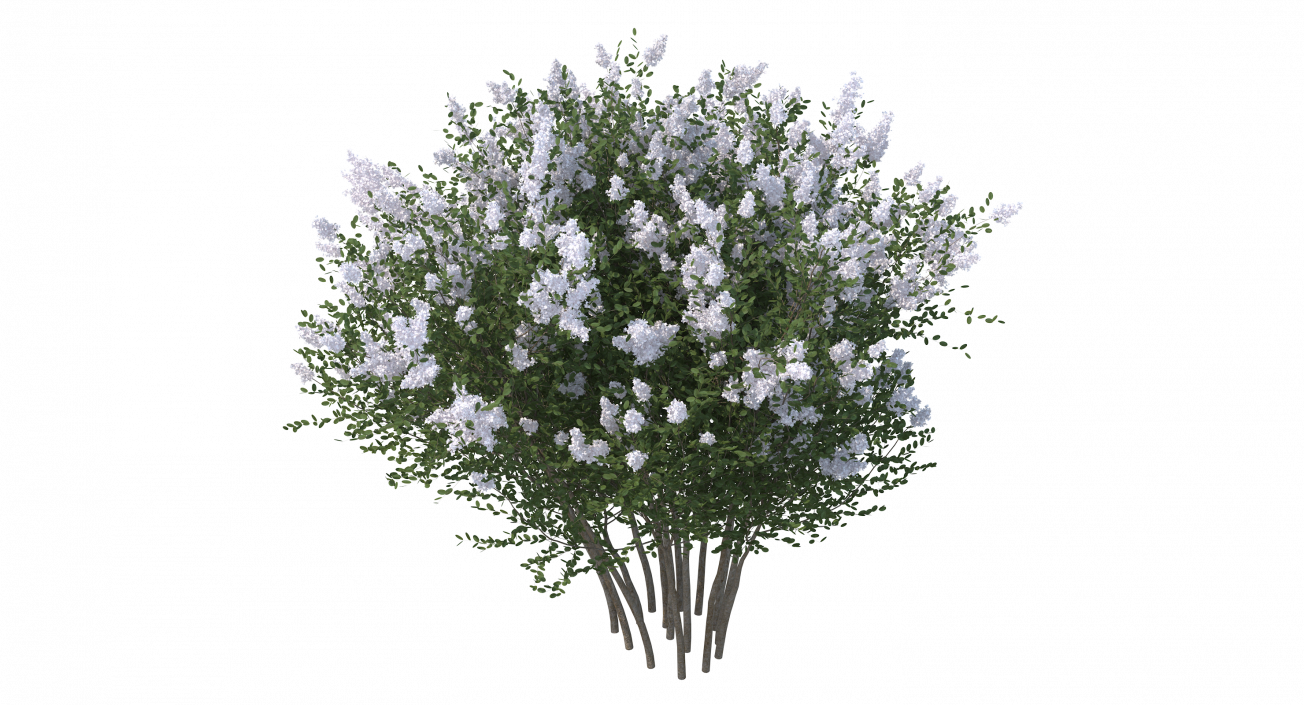 Crepe Myrtle Tree 3D