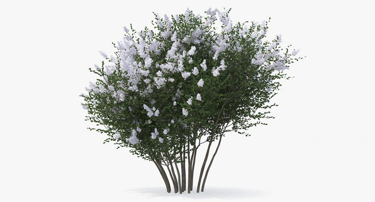 Crepe Myrtle Tree 3D