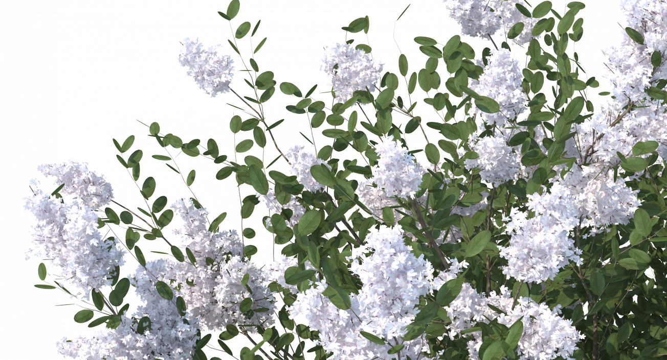 Crepe Myrtle Tree 3D