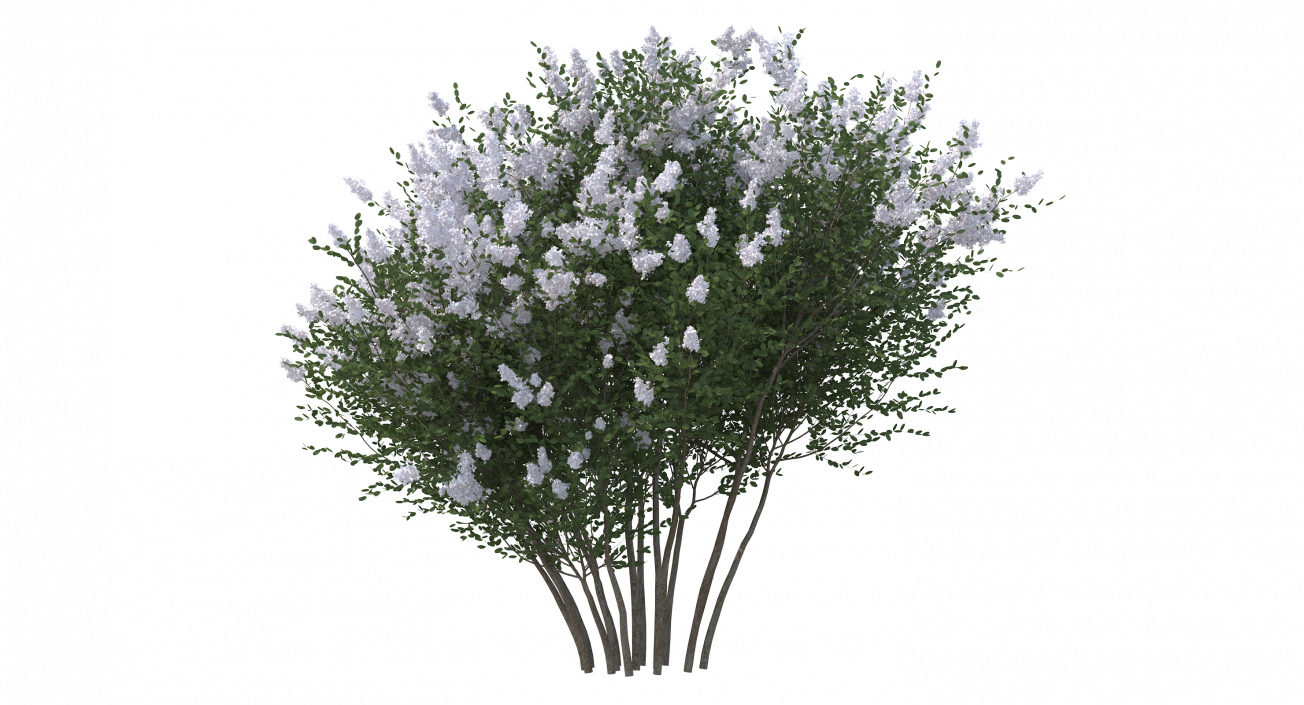 Crepe Myrtle Tree 3D