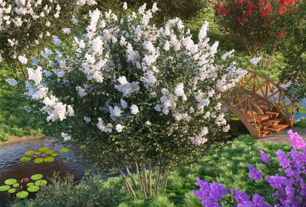 Crepe Myrtle Tree 3D