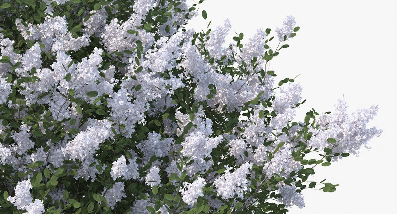 Crepe Myrtle Tree 3D