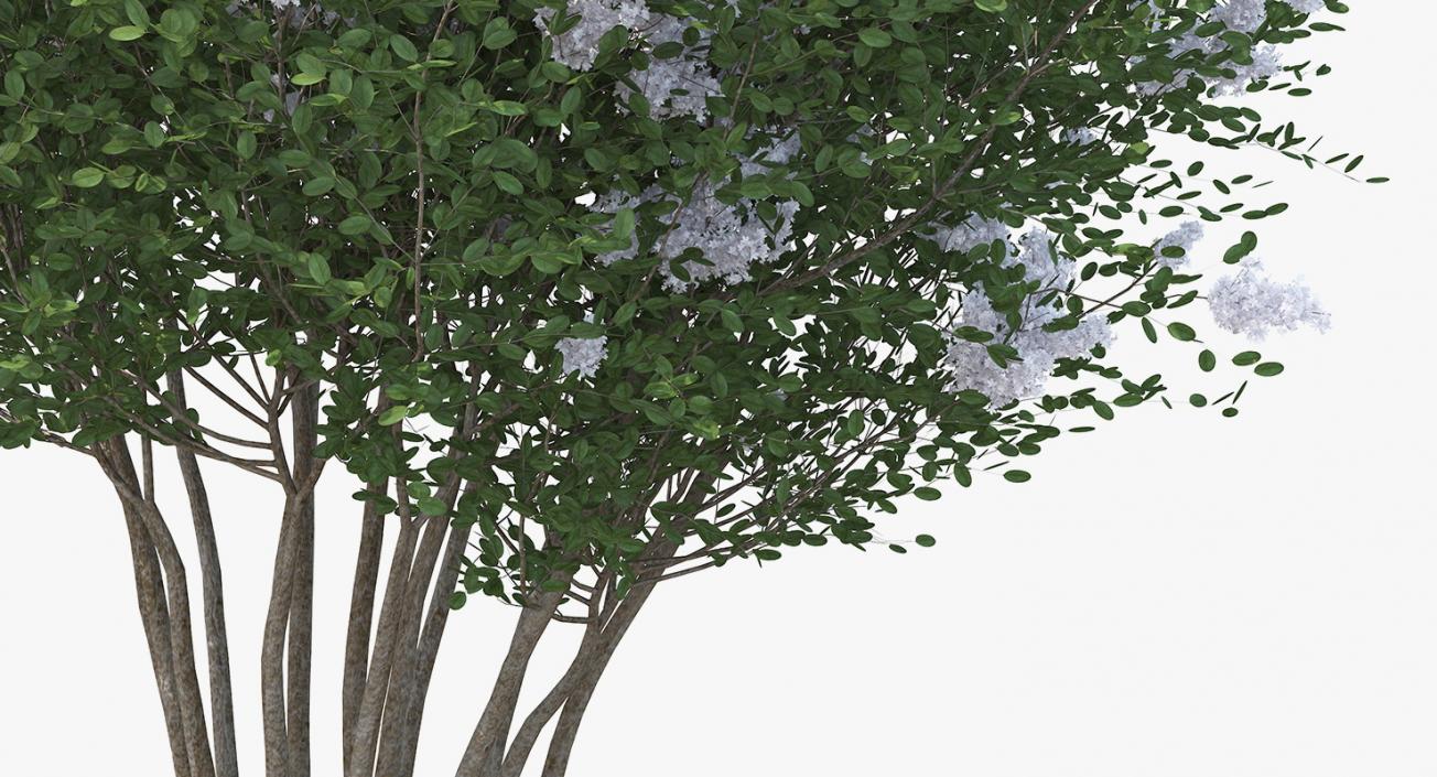 Crepe Myrtle Tree 3D