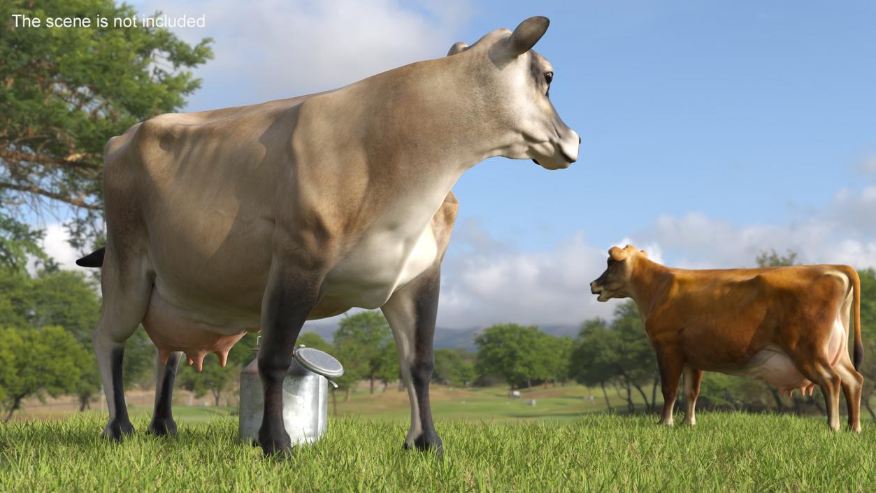 Jersey Heifer and Milk Bucket 3D model