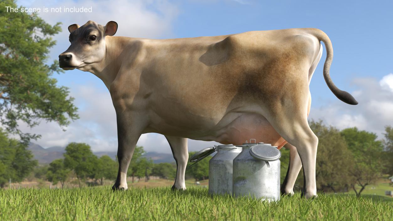 Jersey Heifer and Milk Bucket 3D model