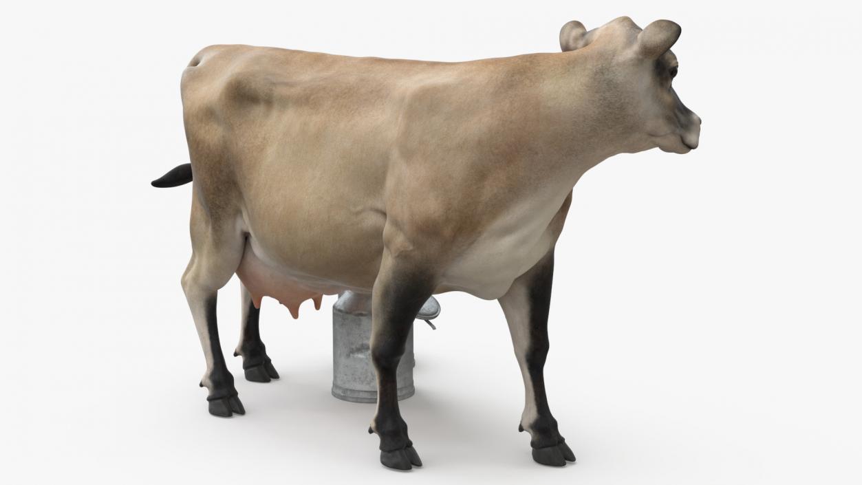 Jersey Heifer and Milk Bucket 3D model