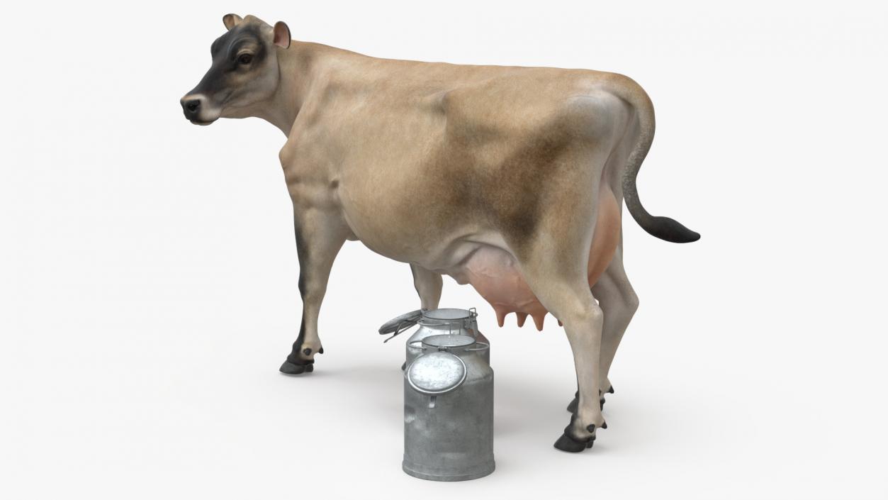 Jersey Heifer and Milk Bucket 3D model