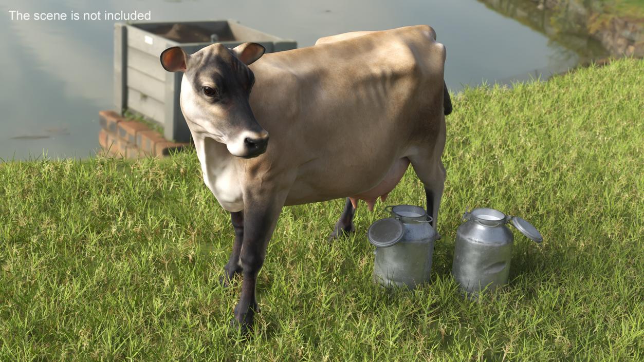 Jersey Heifer and Milk Bucket 3D model