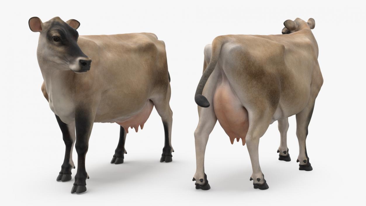 Jersey Heifer and Milk Bucket 3D model