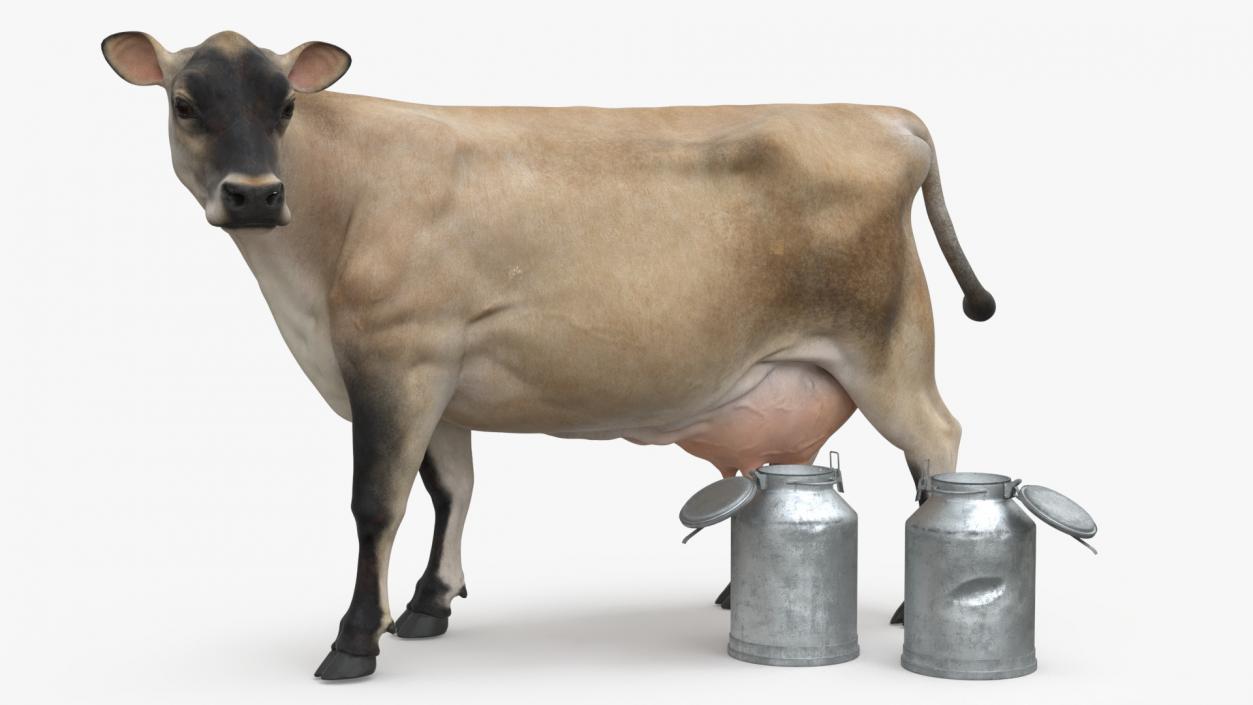 Jersey Heifer and Milk Bucket 3D model