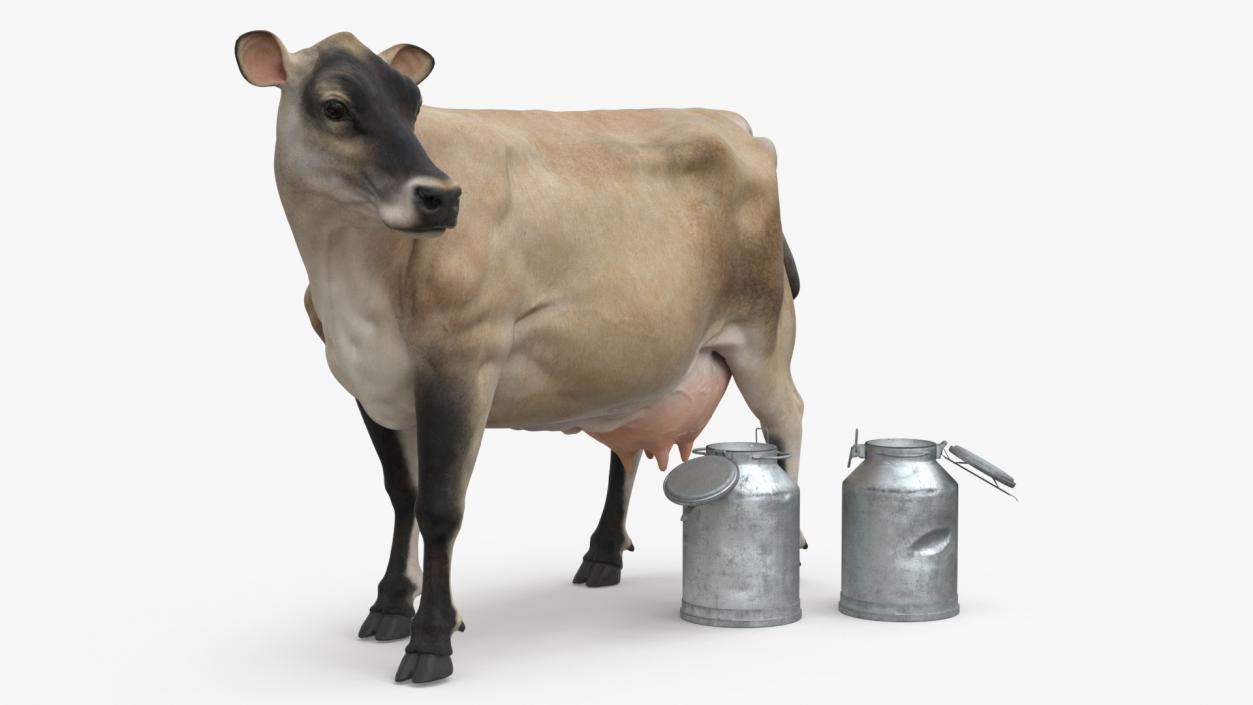 Jersey Heifer and Milk Bucket 3D model