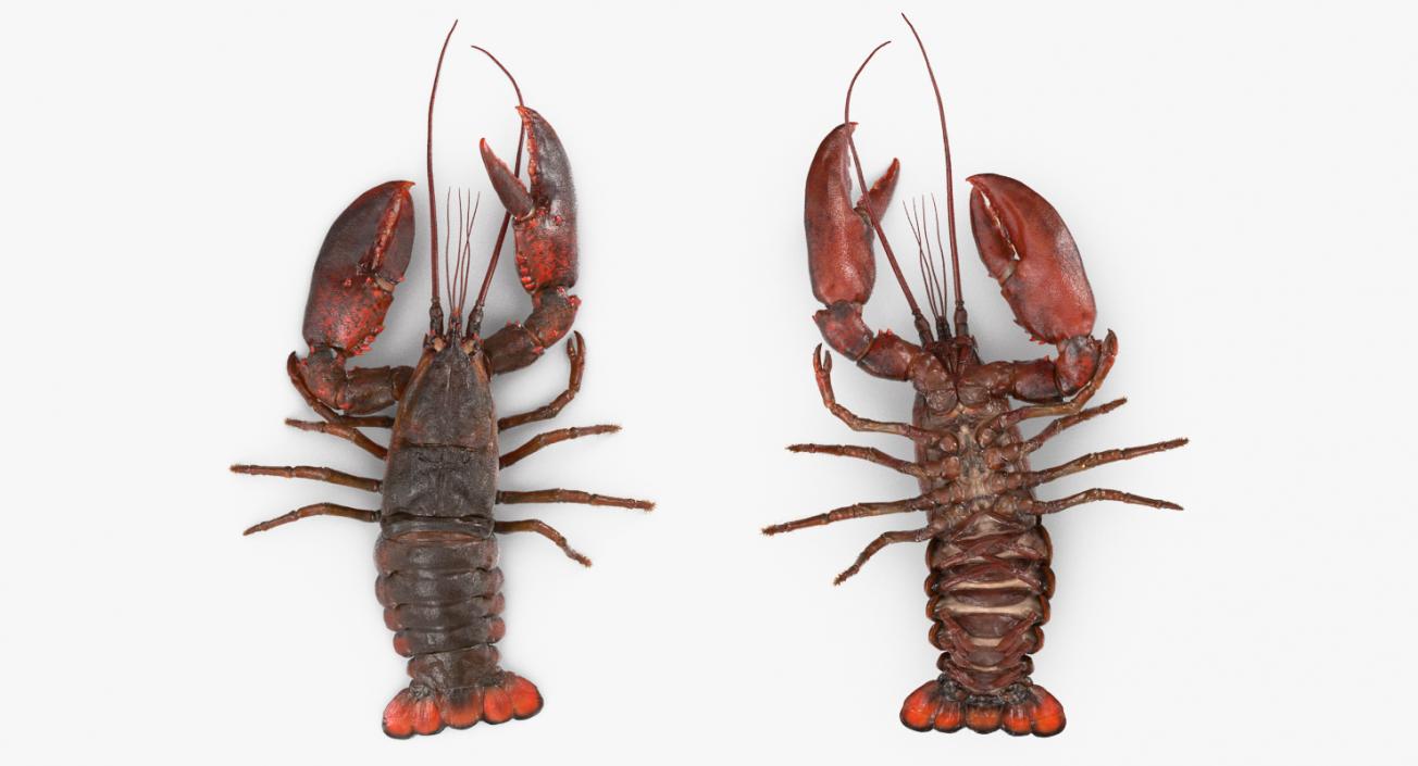 3D Lobster Pose 3 with Fur model