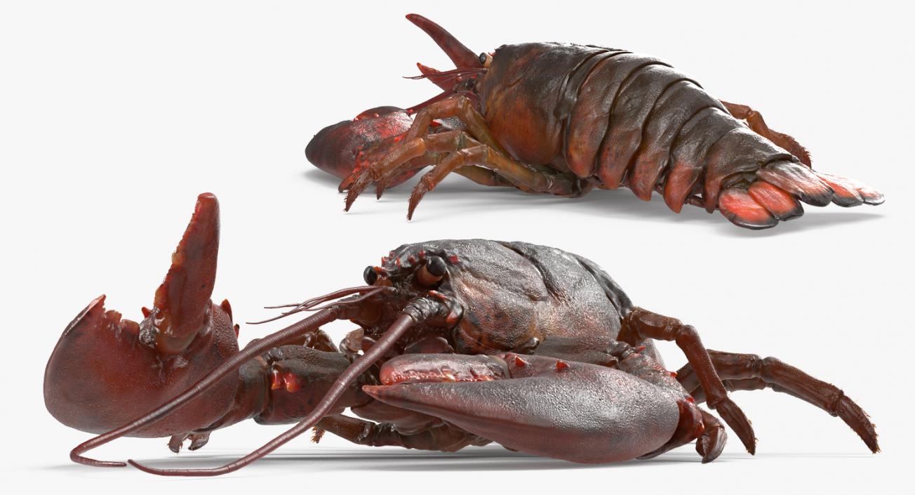 3D Lobster Pose 3 with Fur model