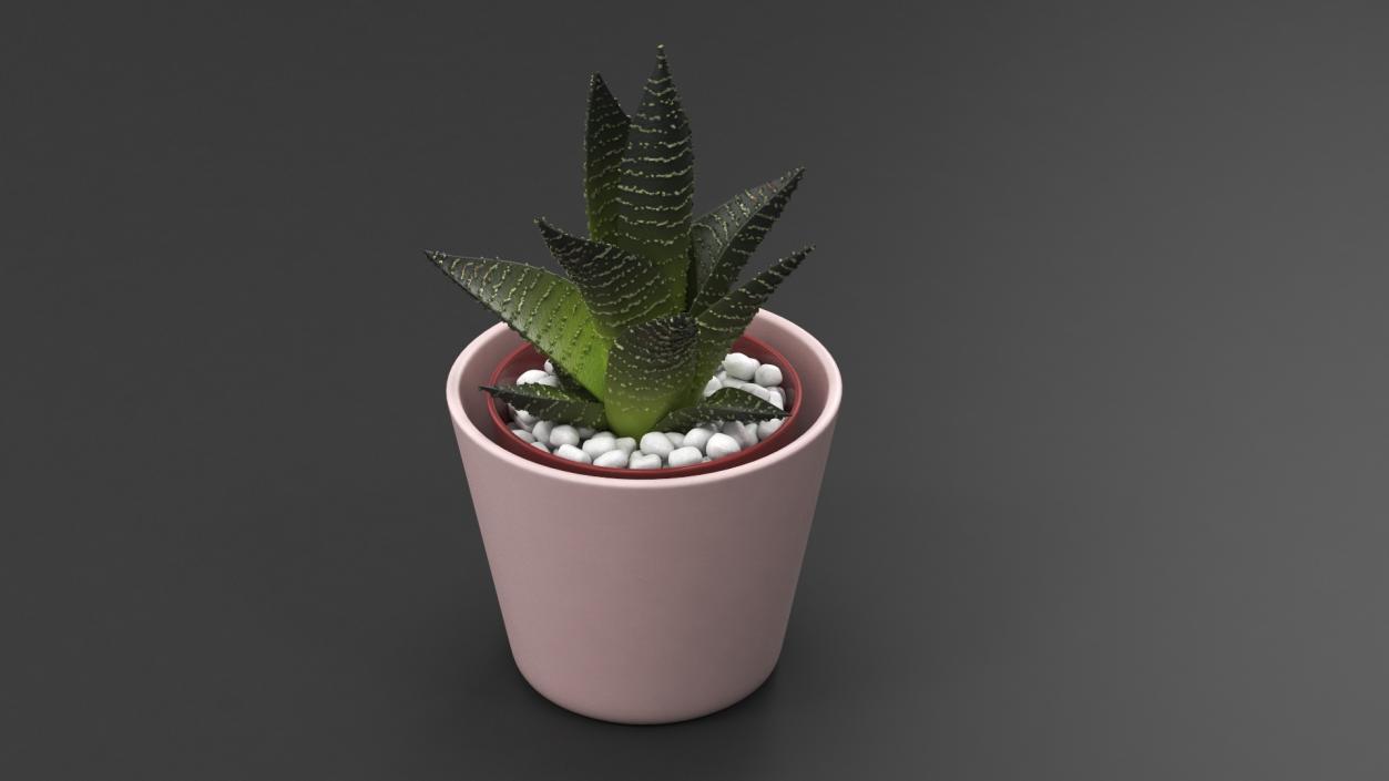 3D model Decorative Indoor Plants Collection