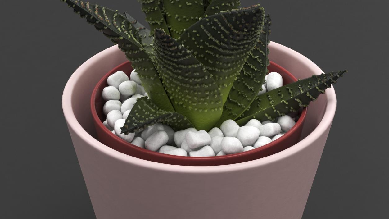 3D model Decorative Indoor Plants Collection