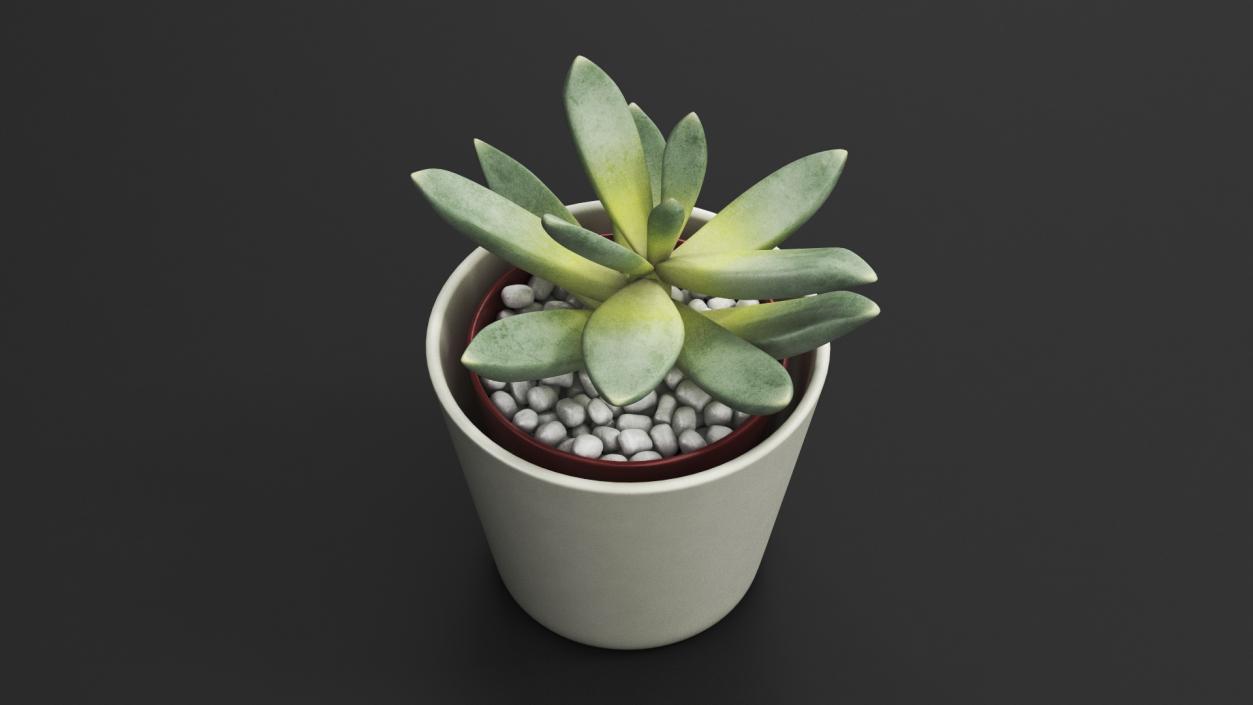 3D model Decorative Indoor Plants Collection