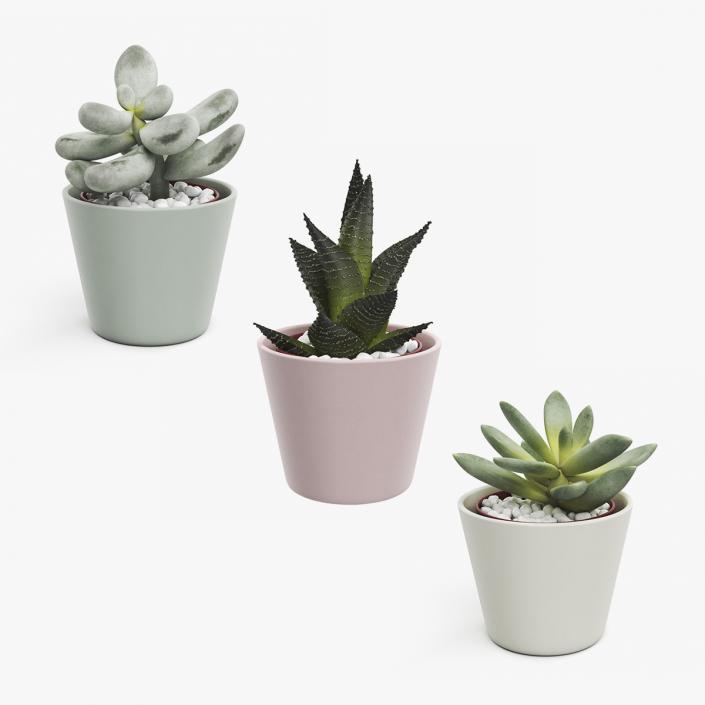 3D model Decorative Indoor Plants Collection