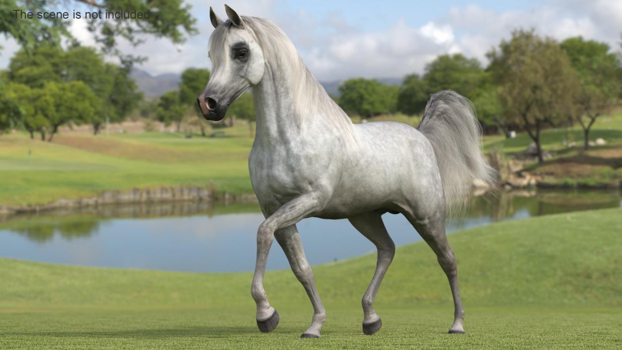 3D Walking Arabian Horse Gray Dappled Fur model