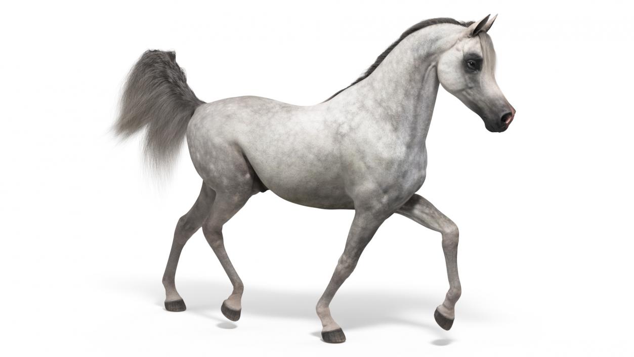 3D Walking Arabian Horse Gray Dappled Fur model