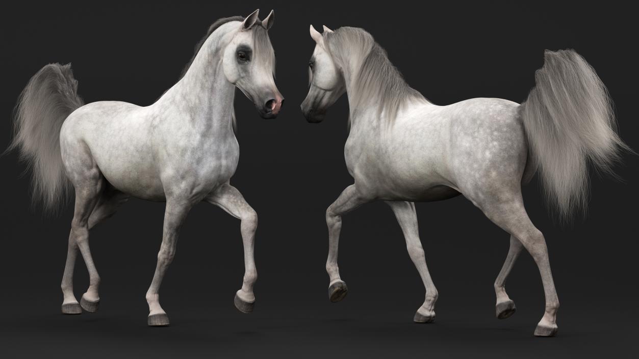 3D Walking Arabian Horse Gray Dappled Fur model