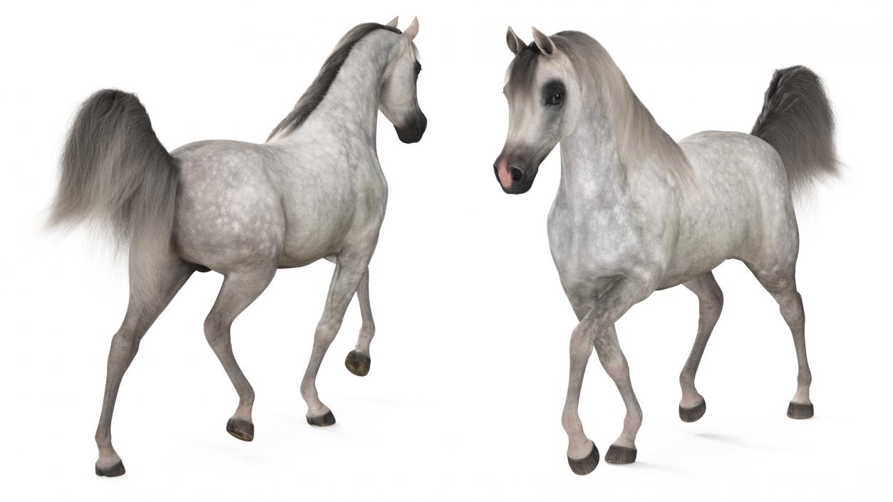 3D Walking Arabian Horse Gray Dappled Fur model