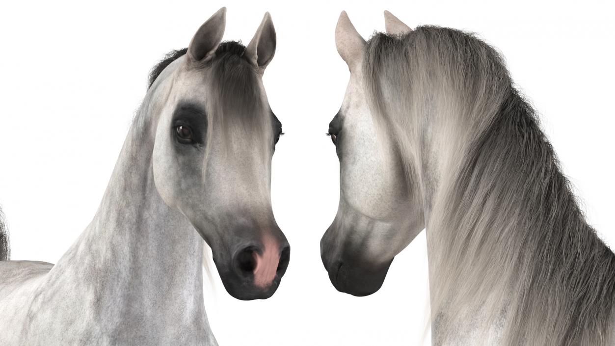 3D Walking Arabian Horse Gray Dappled Fur model