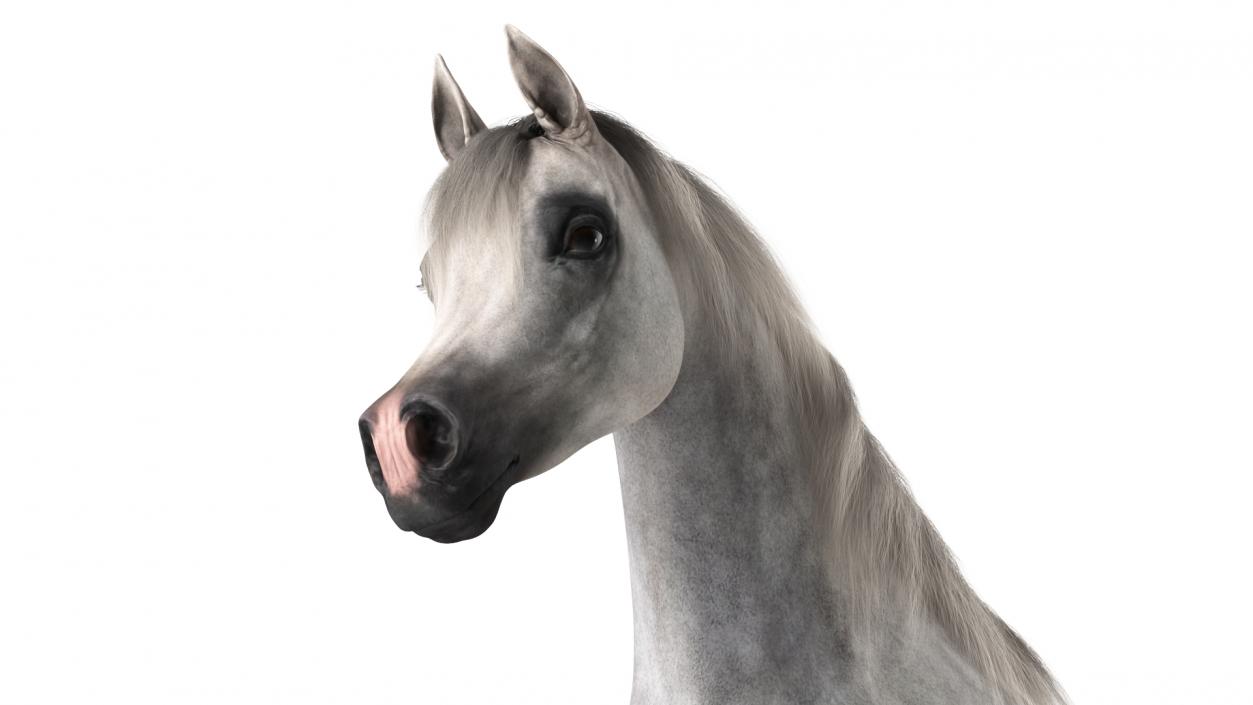 3D Walking Arabian Horse Gray Dappled Fur model