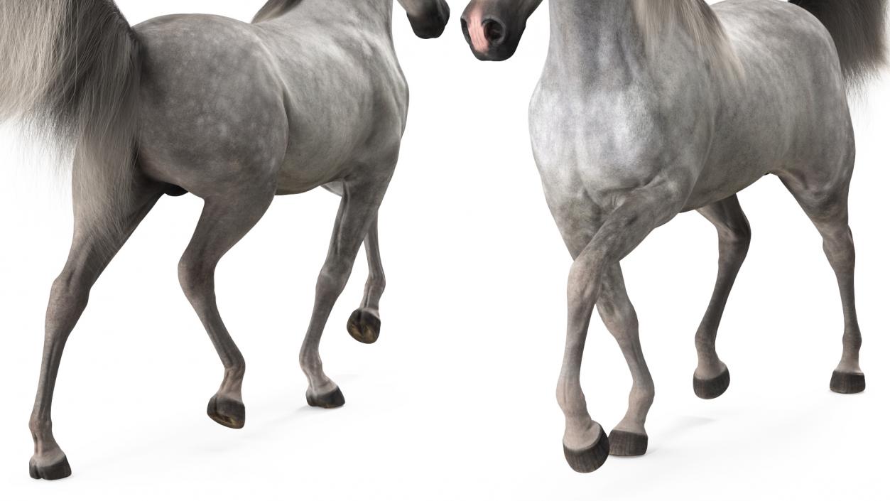 3D Walking Arabian Horse Gray Dappled Fur model