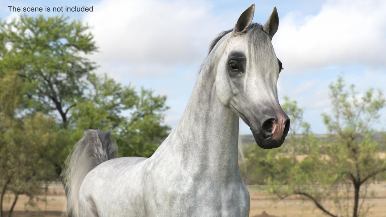 3D Walking Arabian Horse Gray Dappled Fur model