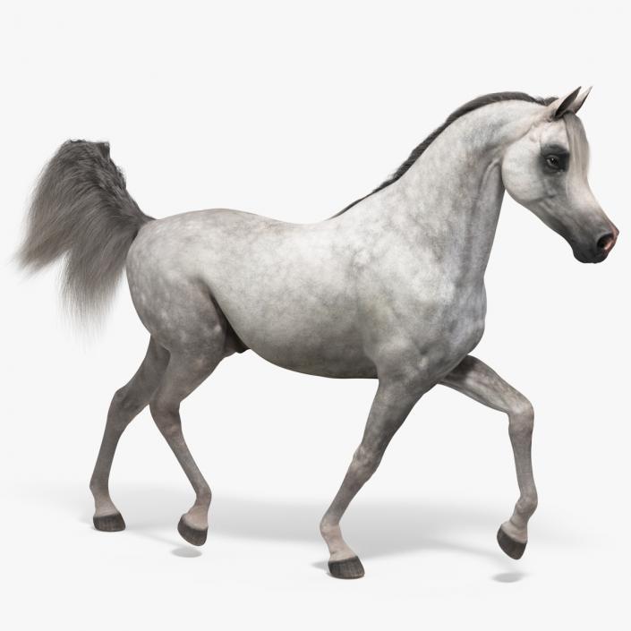 3D Walking Arabian Horse Gray Dappled Fur model