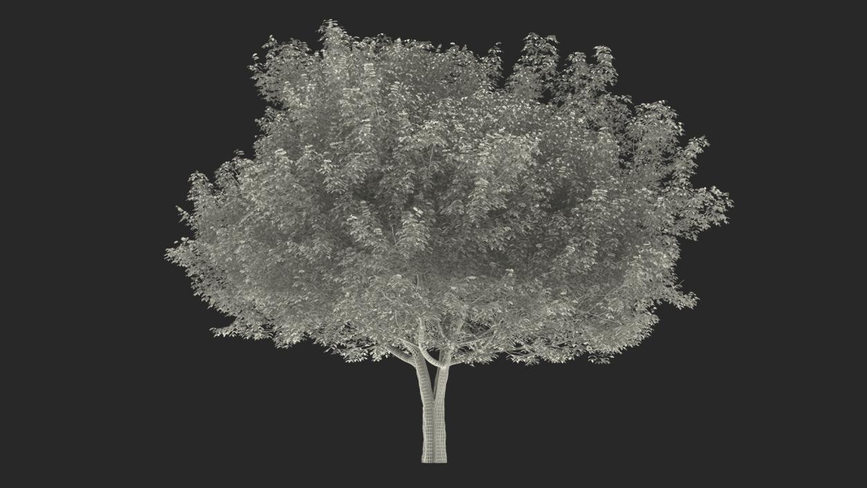 White Ash Tree 3D model