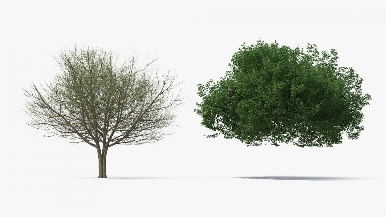 White Ash Tree 3D model