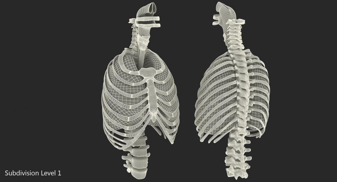 Female Ribcage Skeleton with Respiratory System 3D