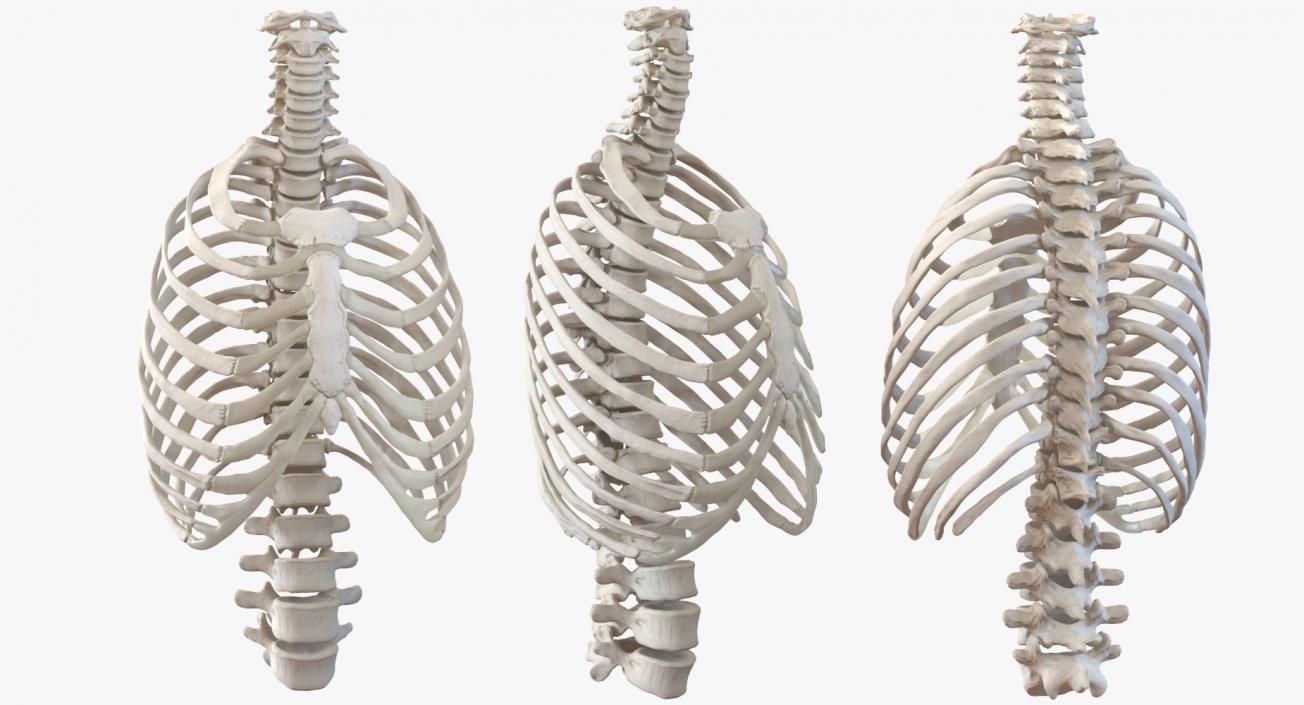 Female Ribcage Skeleton with Respiratory System 3D