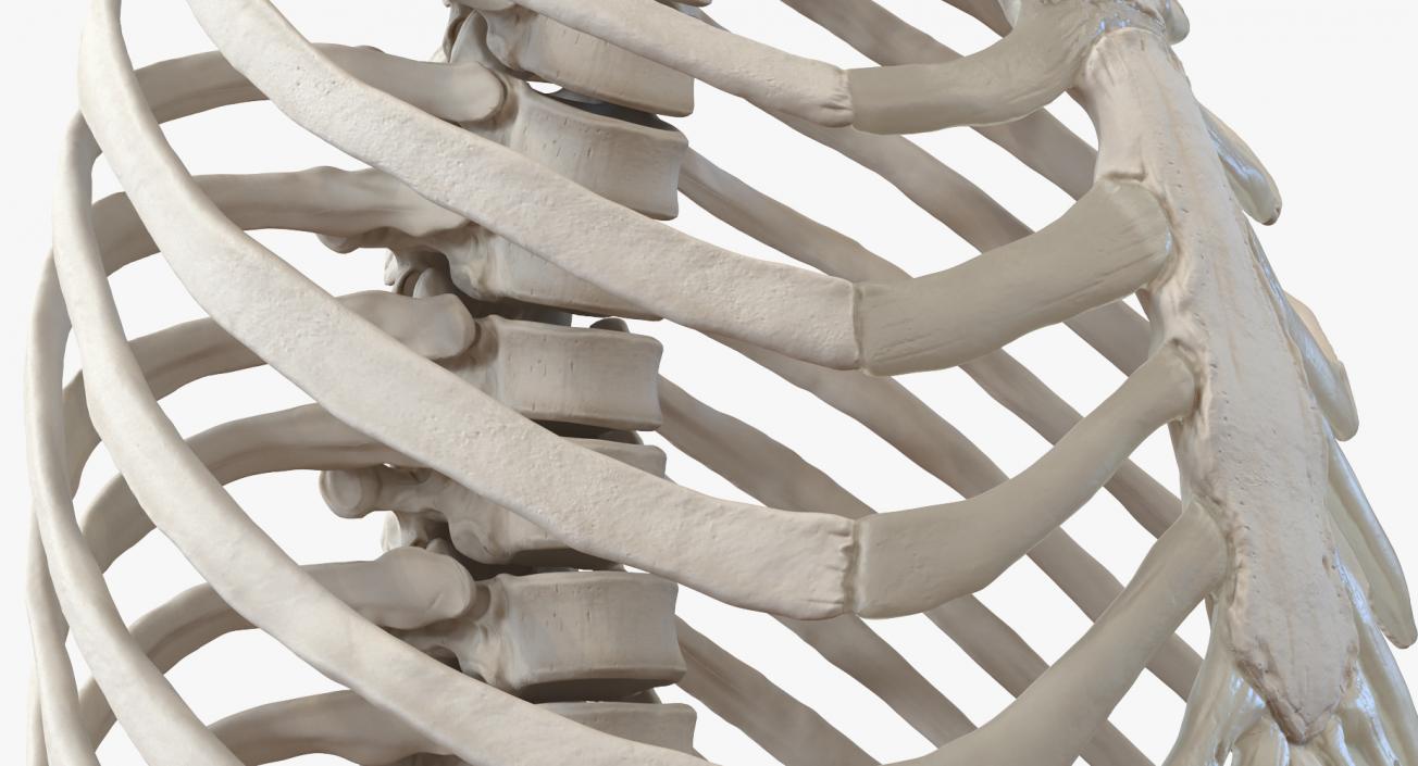 Female Ribcage Skeleton with Respiratory System 3D