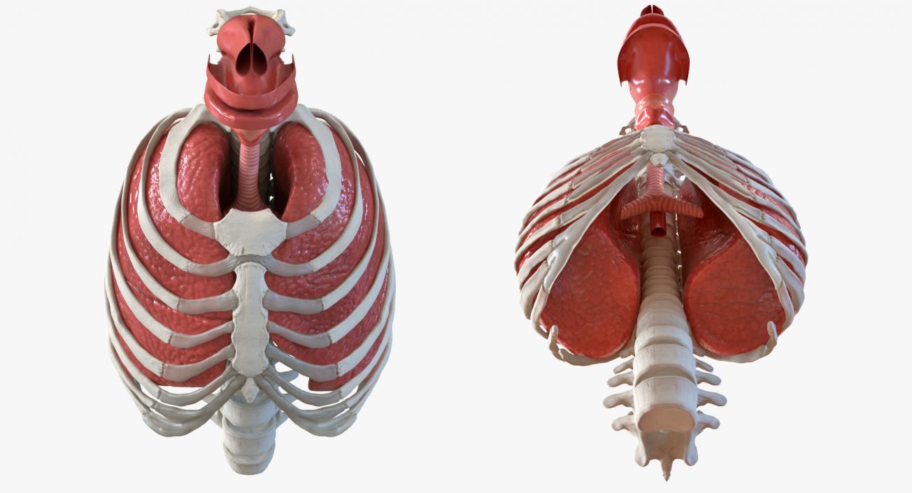 Female Ribcage Skeleton with Respiratory System 3D