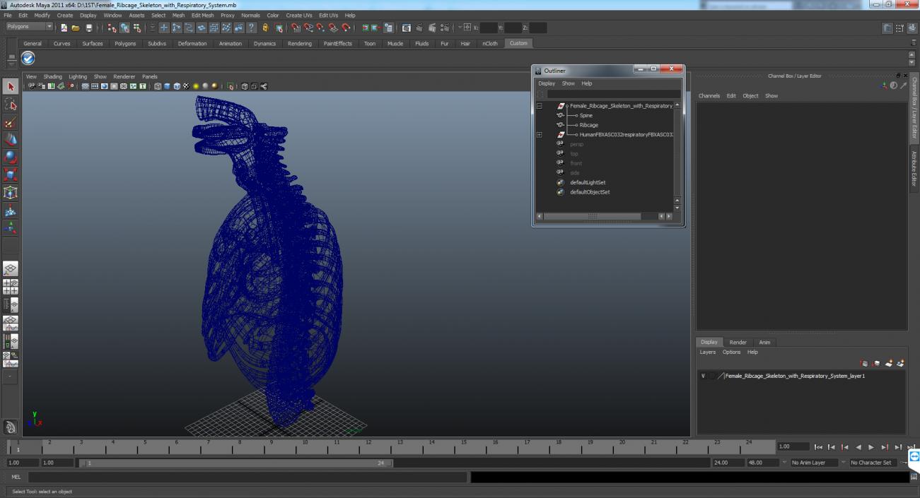 Female Ribcage Skeleton with Respiratory System 3D