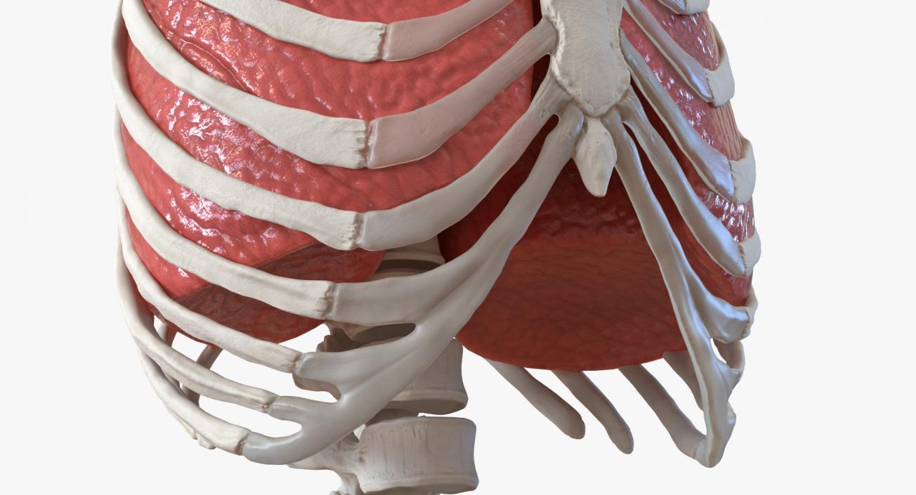 Female Ribcage Skeleton with Respiratory System 3D